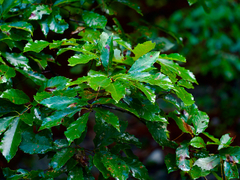 Quercus serrata