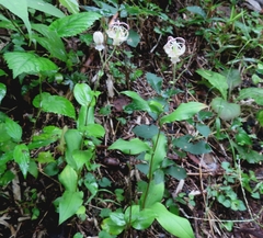 (c) mami_t_t, some rights reserved (CC BY) Tricyrtis macropoda, photograph (c) mami_t_t, some rights reserved (CC BY)