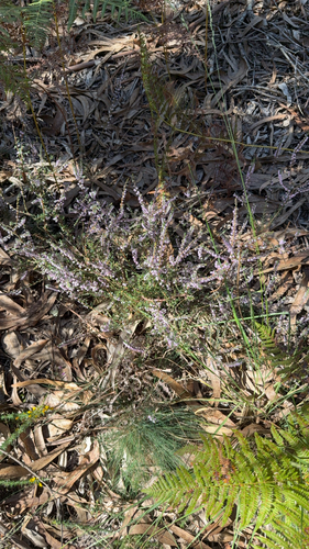 common heather