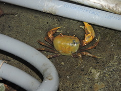 Nanhaipotamon formosanum