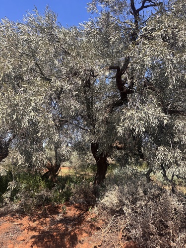 Cattle Bush