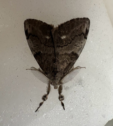 White-marked Tussock Moth