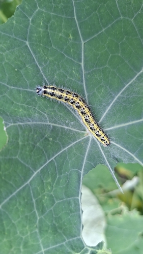 Large White