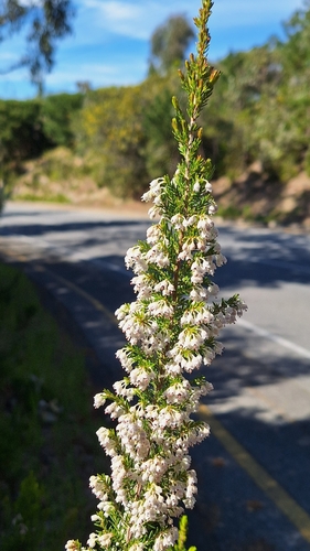 Erica arborea, photograph 5