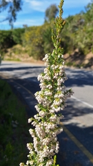 Erica arborea, photograph author not stated, no rights reserved