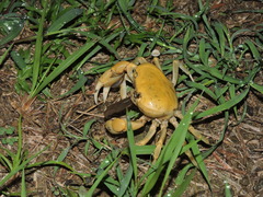 Geothelphusa albogilva