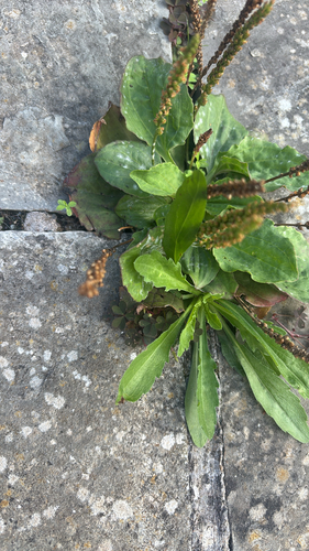 greater plantain