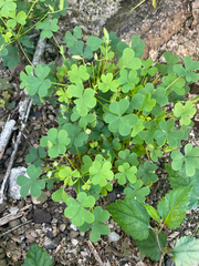 Oxalis dillenii