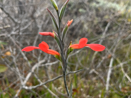 Gladiolus cunonius