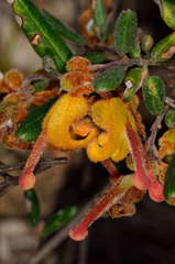 Grevillea chrysophaea