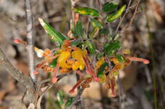 Grevillea chrysophaea
