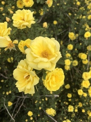 Rosa foetida
