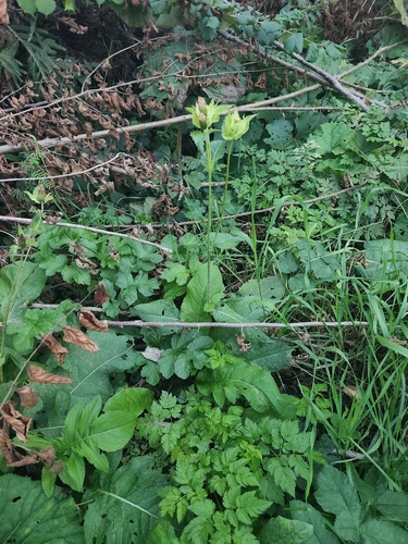 Cabbage Thistle