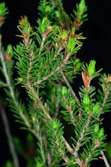 Pultenaea graveolens
