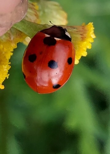 Seven-spotted Lady Beetle