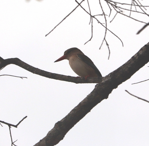 Brown-hooded Kingfisher