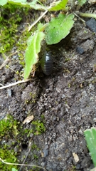 Armadillidium vulgare