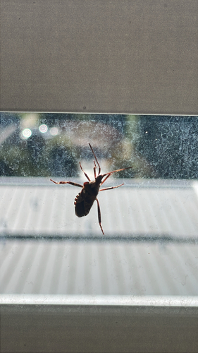 Western Conifer Seed Bug