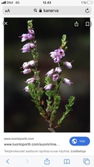 Calluna