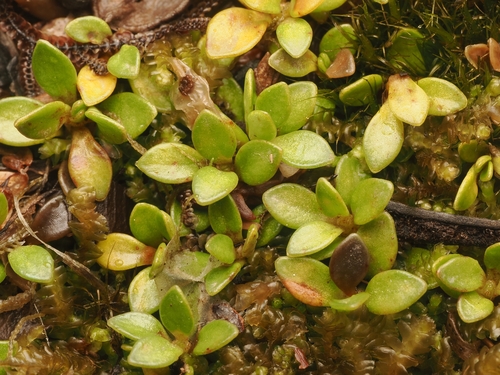 Coprosma perpusilla
