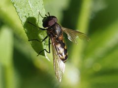 Parasyrphus punctulatus