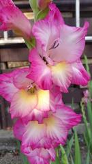 Gladiolus × hortulanus