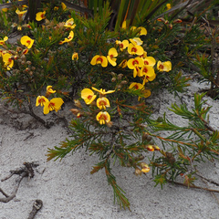 Dillwynia glaberrima