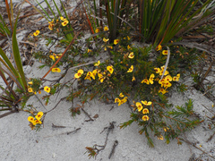 Dillwynia glaberrima, photograph author not stated, no rights reserved