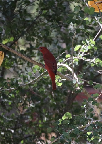 Summer Tanager