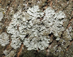 Lecanoromycetes