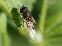 Parasyrphus punctulatus