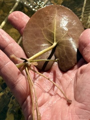 Nymphoides humboldtiana, photograph author not stated, no rights reserved