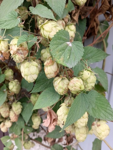 common hops