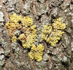 Xanthoria parietina