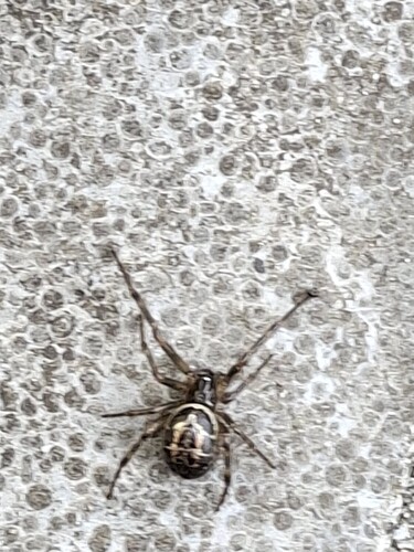 Noble False Widow