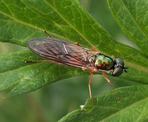 Twin-Spot Centurion Fly