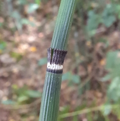 (c) Markus Krieger, some rights reserved (CC BY) Equisetum hyemale, photograph (c) Markus Krieger, some rights reserved (CC BY)