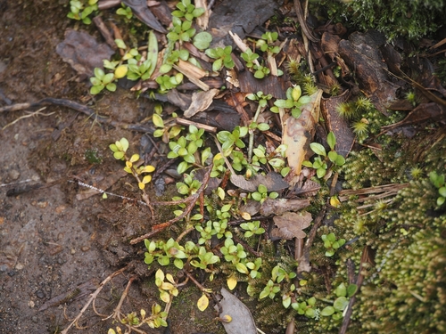 Coprosma perpusilla, photograph 1