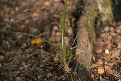 Dianella nigra, photograph (c) Christopher Stephens, some rights reserved (CC BY-SA)