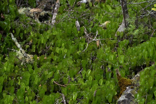 Hymenophyllum nephrophyllum, photograph 5