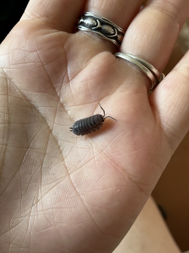 Common Rough Woodlouse