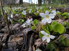 Oxalis acetosella
