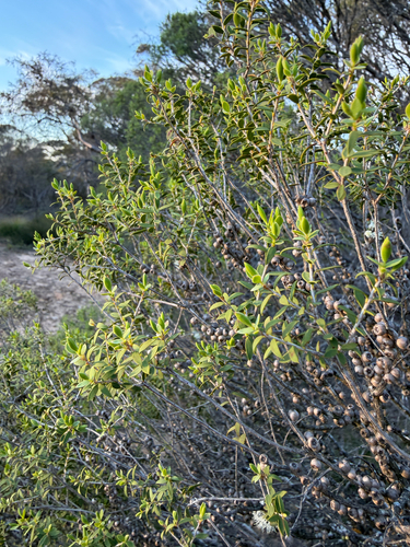 Melaleuca acuminata observed 2026-09-23