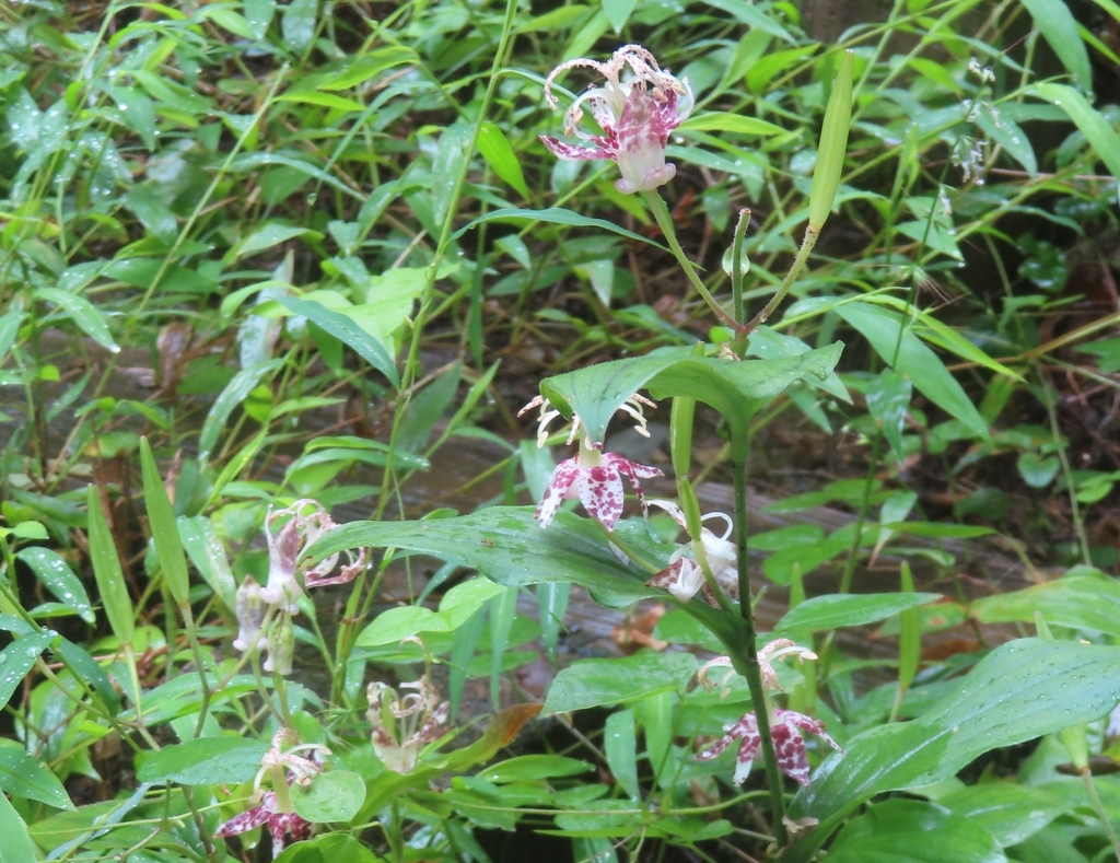 Tricyrtis macropoda; photograph (c) mami_t_t, some rights reserved (CC BY)