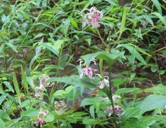 Tricyrtis macropoda