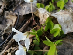 Oxalis acetosella
