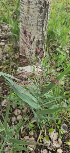 common reed