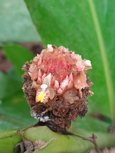 Plagiostachys observed 2026-09-23
