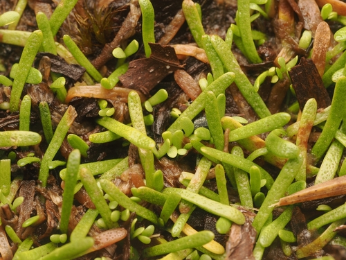 Abrotanella observed 2026-09-21