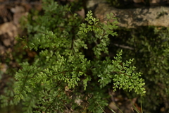 Lindsaea trichomanoides